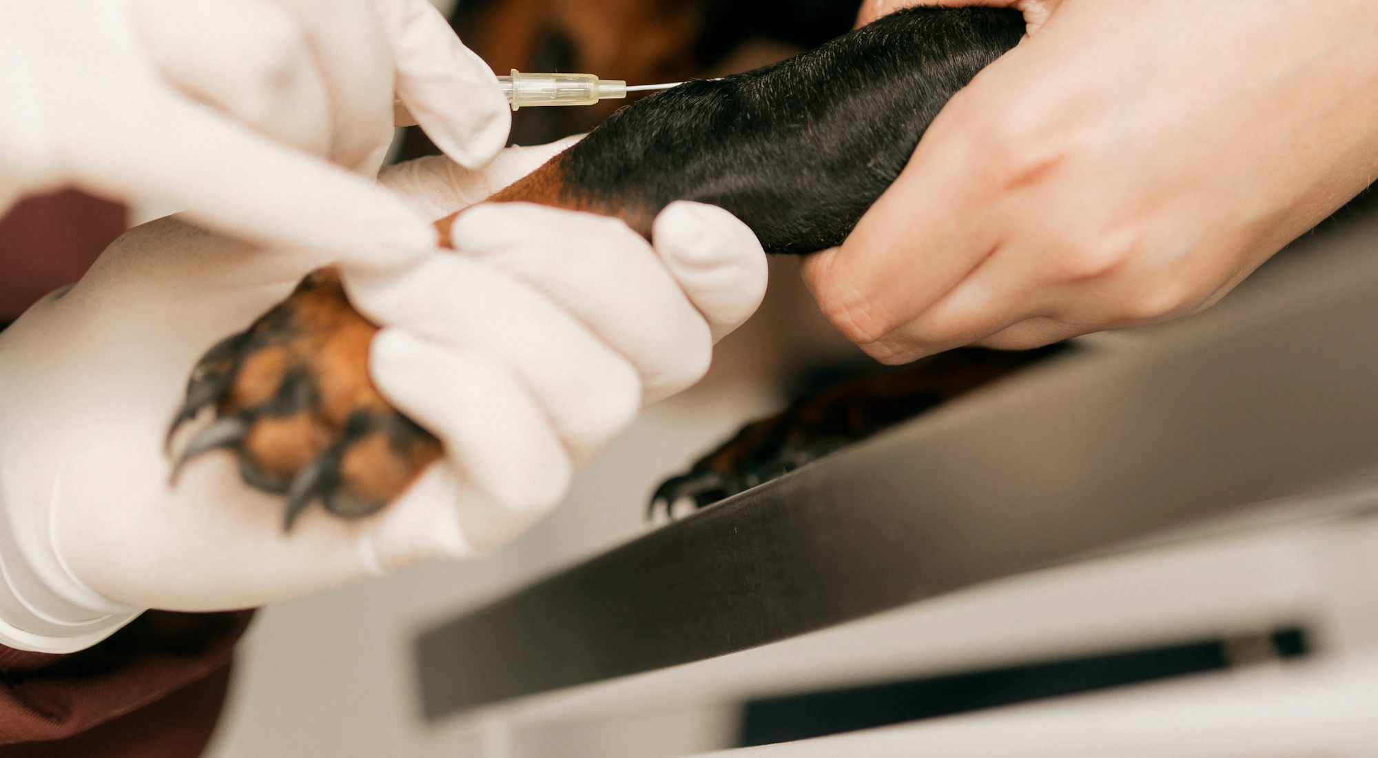 Tierärztin behandelt einen kleinen Hund