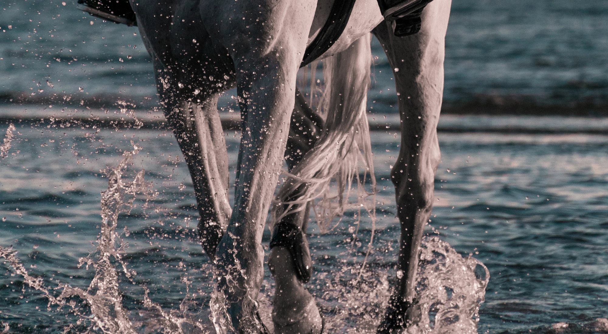 Reiter auf einem weißen Pferd am Strand